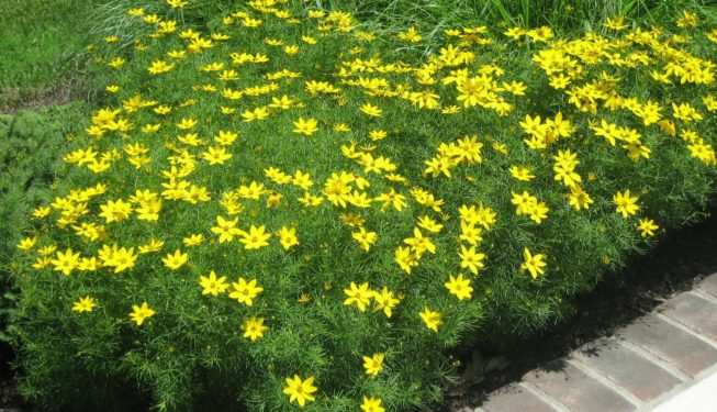 A perennial bush with bright yellow flowers