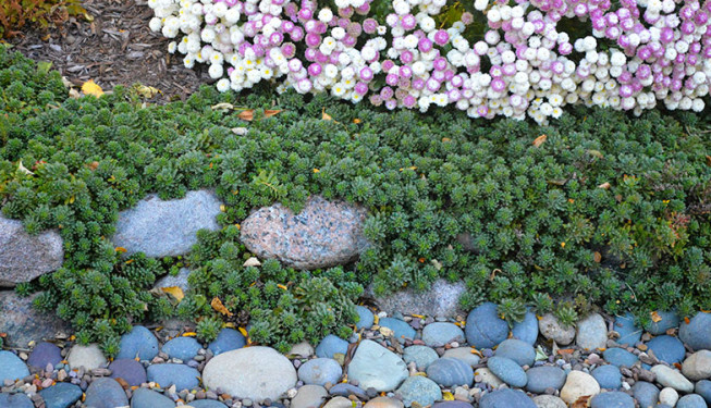 Green and purple plants with rocks